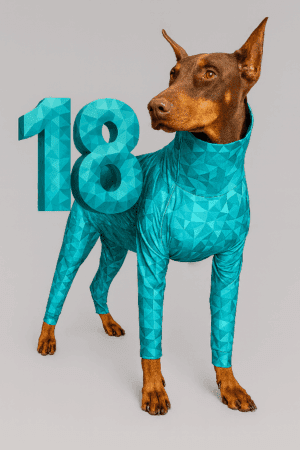 Dog wearing Pet Pjs recovery suit – starter package for veterinary clinics