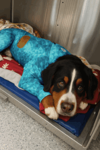 Learn why proper management of drains and tubes during hospitalization is vital for faster recovery in pets. Discover how Pet Pjs provides protection and comfort.