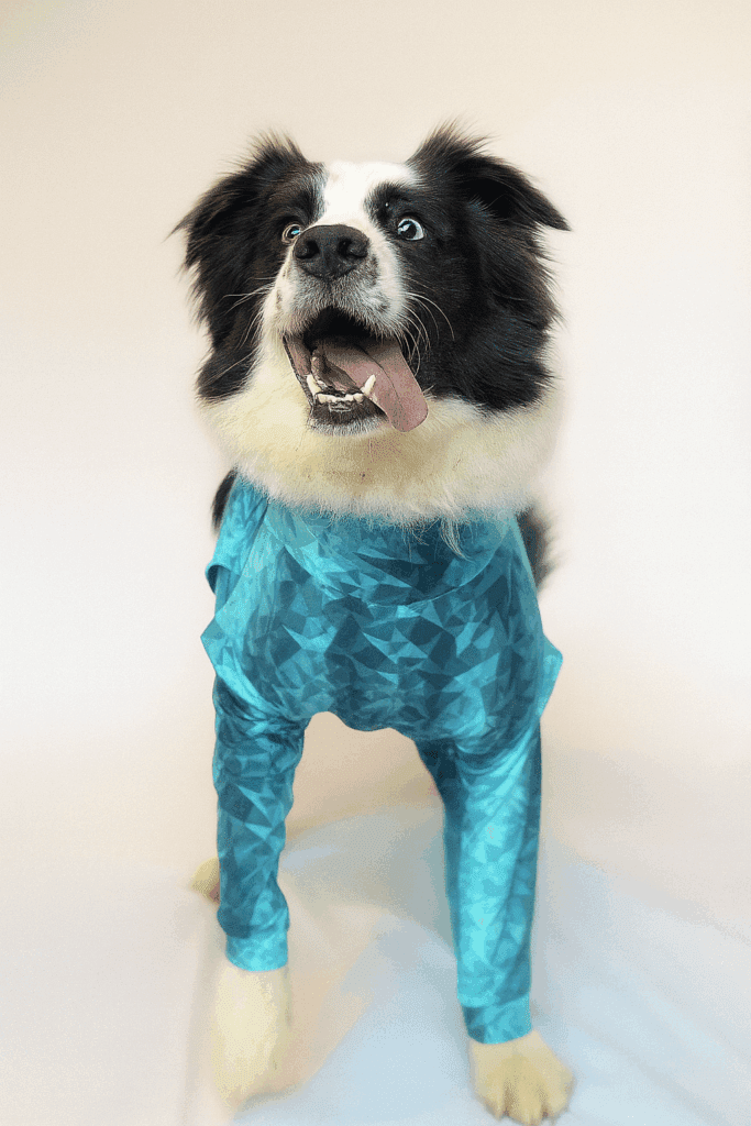 Dog wearing Pet Pjs recovery suit during post-surgical healing