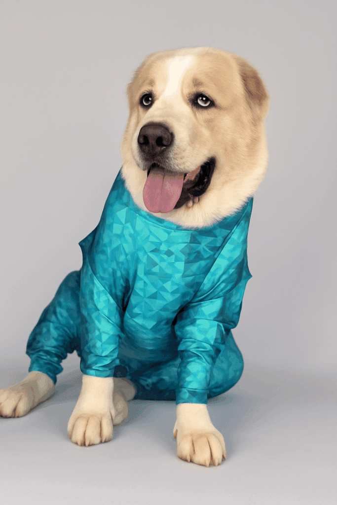 pet mastectomy recovery