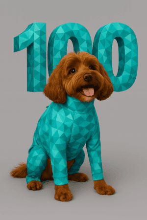 Dog wearing Pet Pjs recovery suit – hospital package for veterinary use