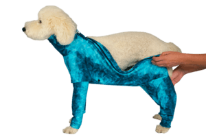 Fitting a dog's back paws into the recovery suit sleeves