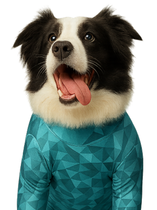 Dog wearing a recovery suit as a stress-free alternative to a traditional cone