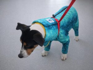 Dog Recovery Suit for Cervical Catheter and Dialysis | Pet Pjs Case Study