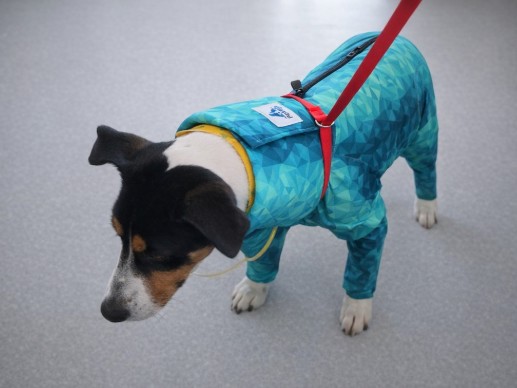 Dog Recovery Suit for Cervical Catheter and Dialysis | Pet Pjs Case Study