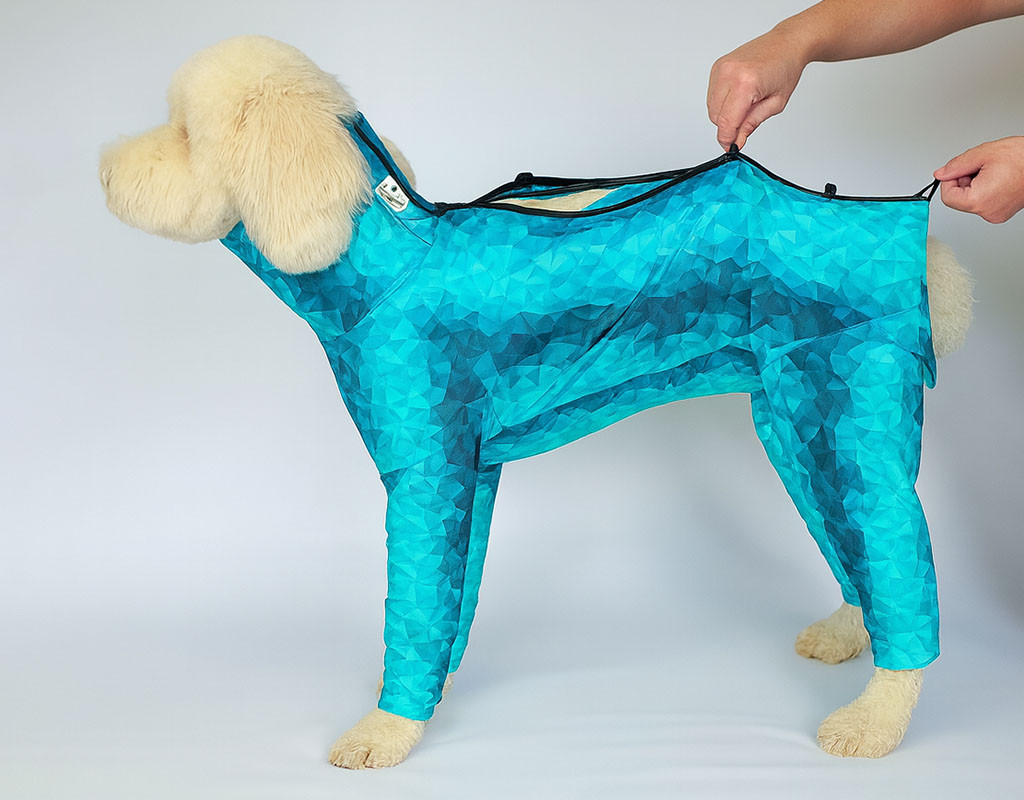 a fluffy dog wearing a bright blue geometric-patterned bodysuit