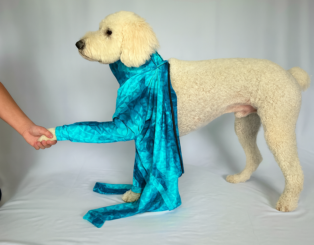 a fluffy white dog wears a bright blue cape while shaking hands