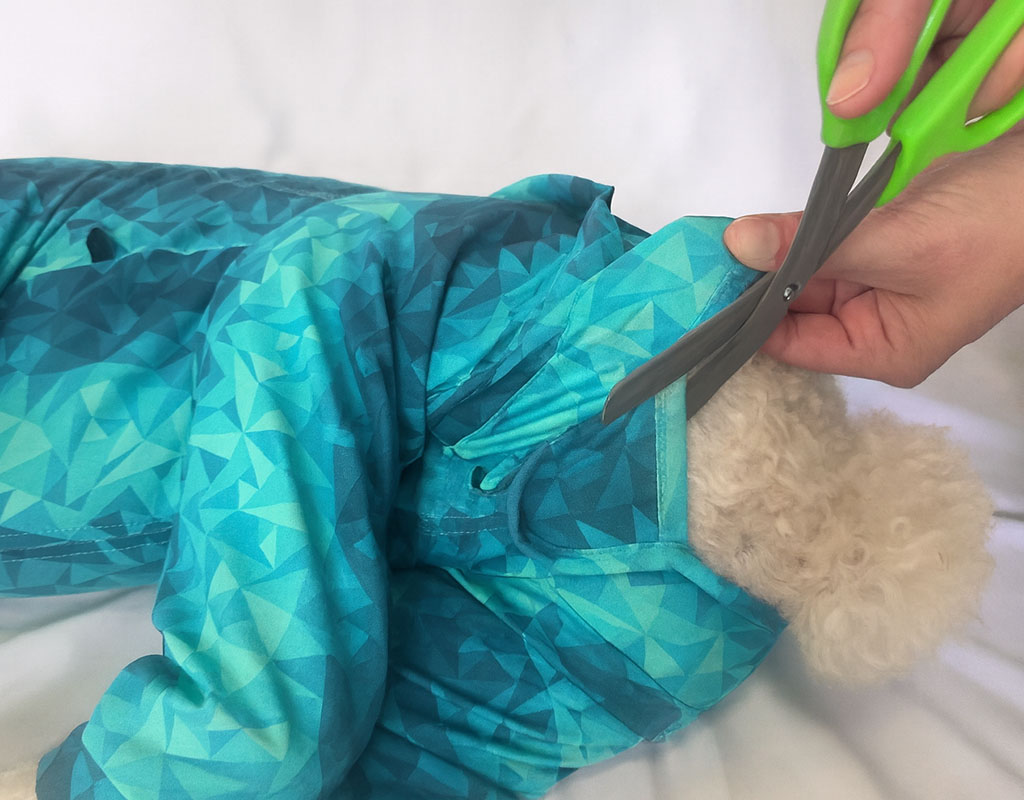 a small dog in a blue geometric-patterned jacket is having its coat trimmed with scissors