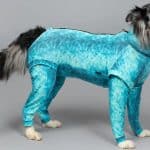 big dog wearing pet pjs