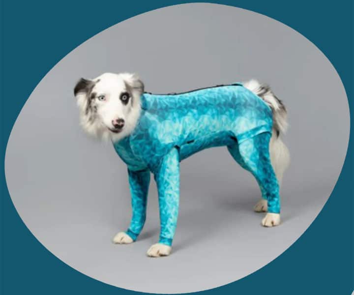 big dog wearing pet pjs