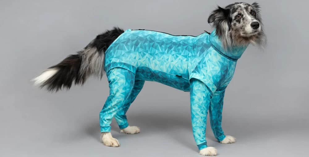 big dog wearing pet pjs