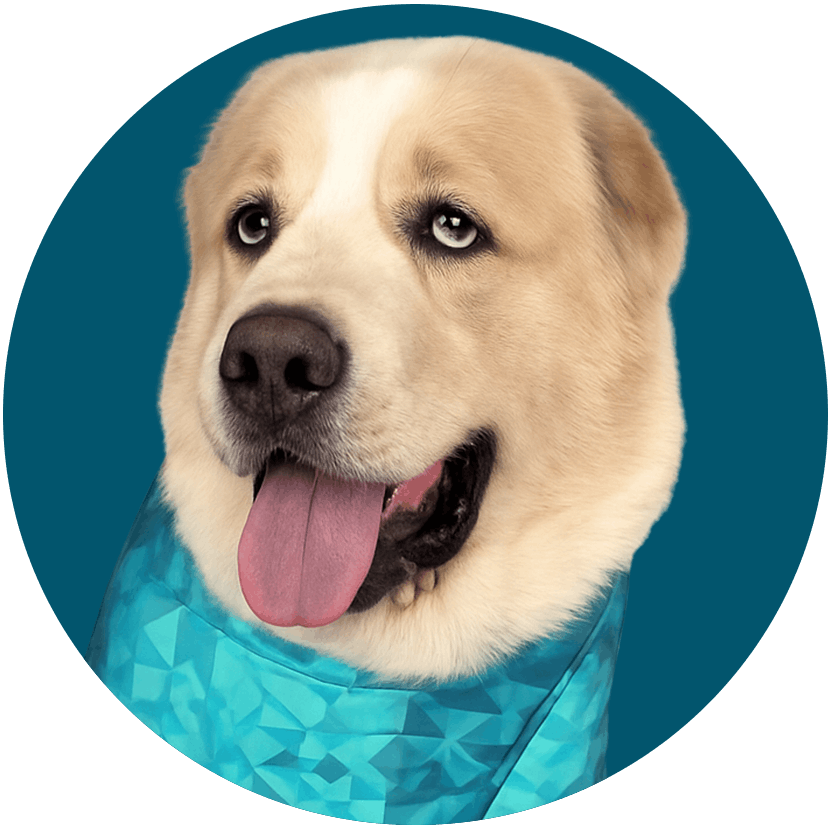 big dog with pet pjs circle