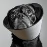 black pug with after surgery cone