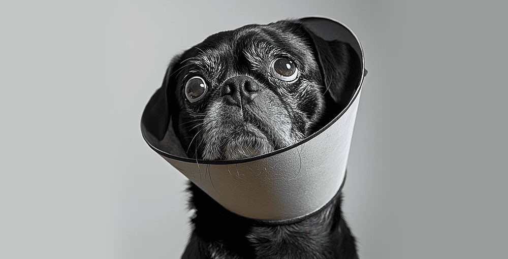 black pug with after surgery cone