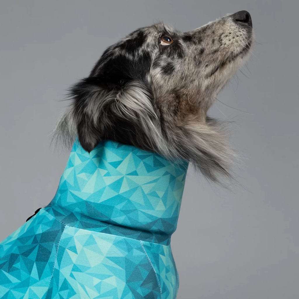 cute dog gazes upward wearing a pet pjs
