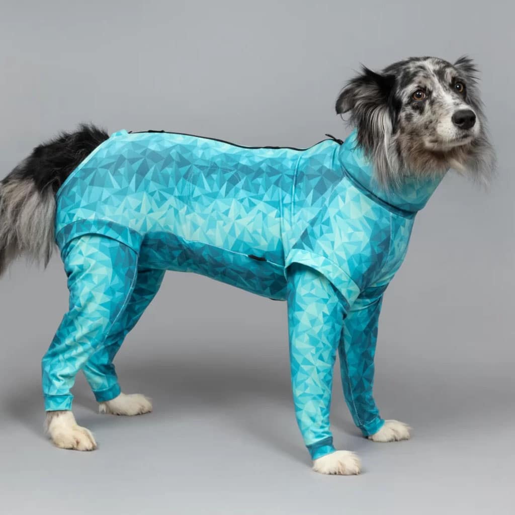cute dog wearing a pet pjs