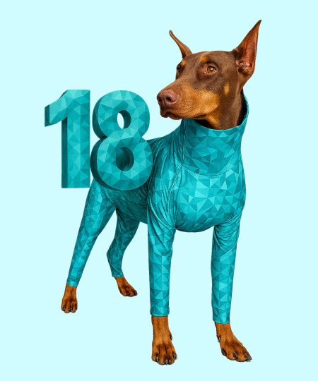 dog wearing pet pjs 18