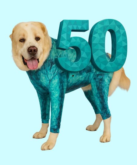 dog wearing pet pjs 50