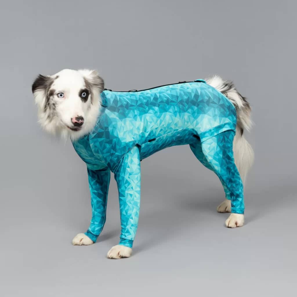 medium dog wearing a pet pjs