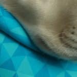 pet pjs breathable fabrics