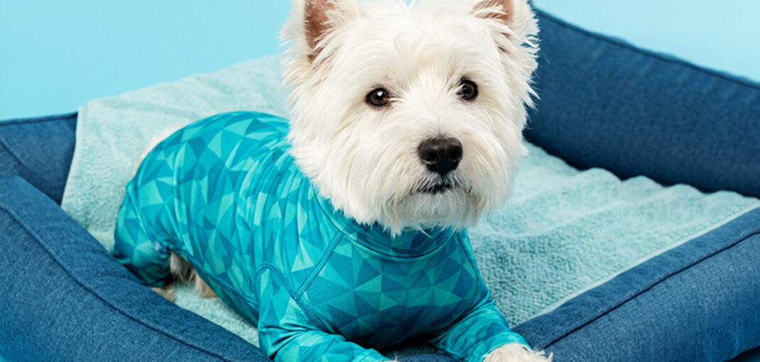 national dog day healing dog recovery suit