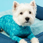national dog day healing dog recovery suit
