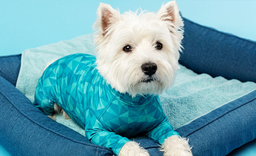 national dog day healing dog recovery suit
