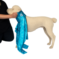 Closing the neck velcro on a dog recovery suit for a secure fit