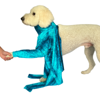 Placing a dog's front paws into the front sleeves of a recovery suit